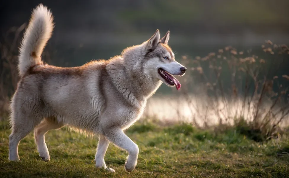 Cachorro lobo Husky Siberiano