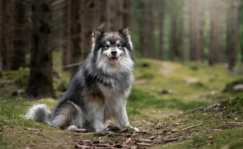 Cachorro que parece lobo Lapphund