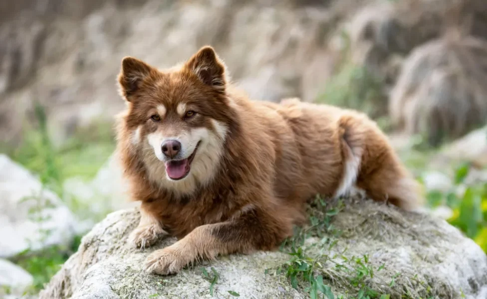 Cachorro que parece lobo Lapphund