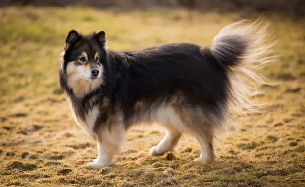 Cachorro que parece lobo Lapphund