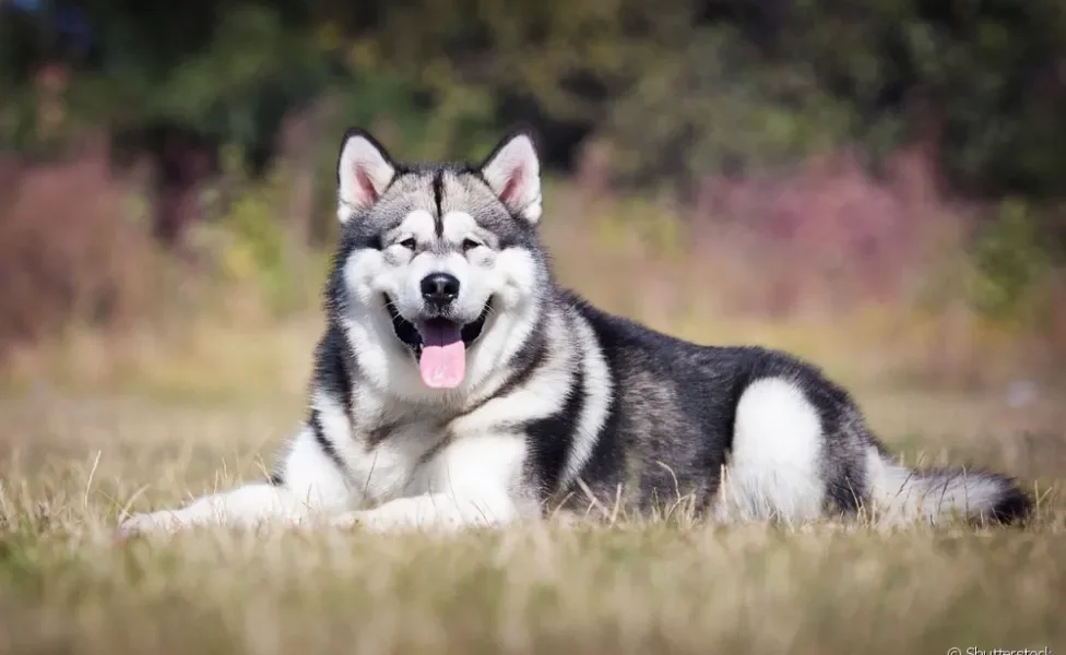 Cachorro lobo Malamute do Alasca