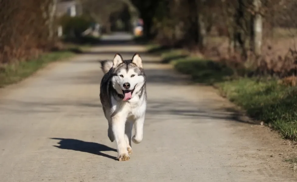 Cachorro lobo Malamute do Alasca