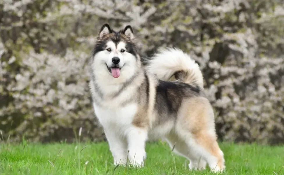 Cachorro lobo Malamute do Alasca