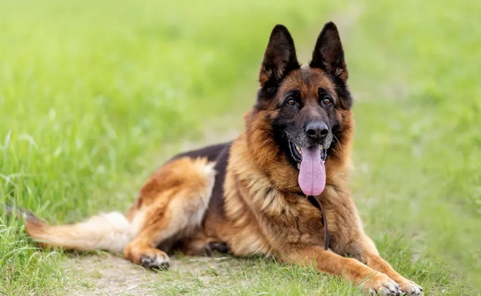 Cachorro lobo Pastor Alemão