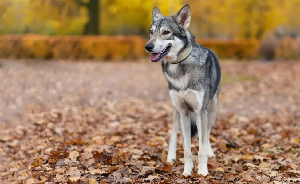 Cão-lobo-de-Saarlos