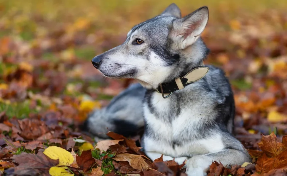 Cão-lobo-de-Saarlos