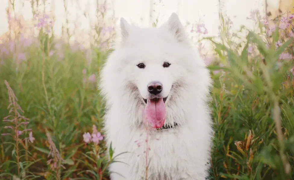 Cachorro que parece lobo Samoieda