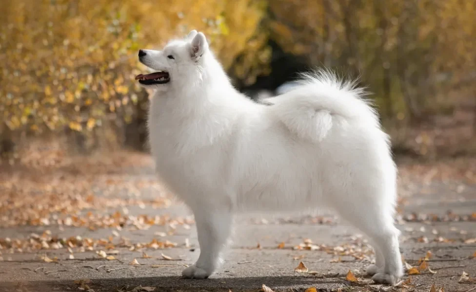 Cachorro que parece lobo Samoieda