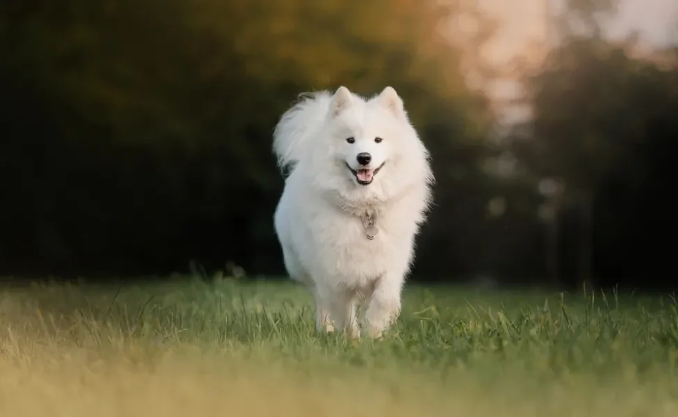 Cachorro que parece lobo Samoieda