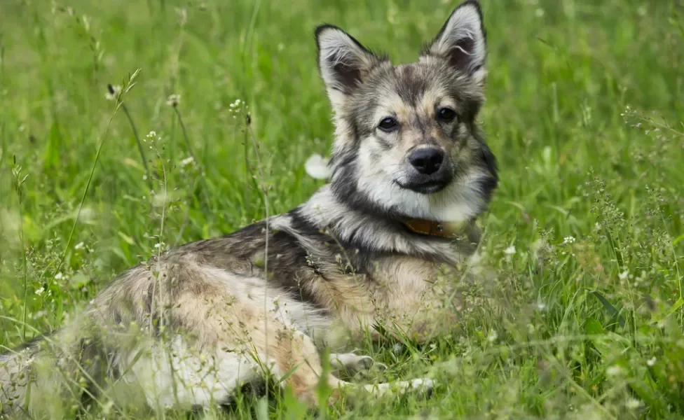 Cachorro que parece lobo Spitz dos Visigodos