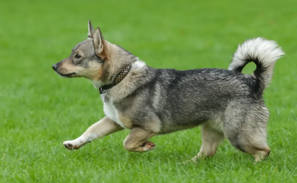 Cachorro que parece lobo Spitz dos Visigodos