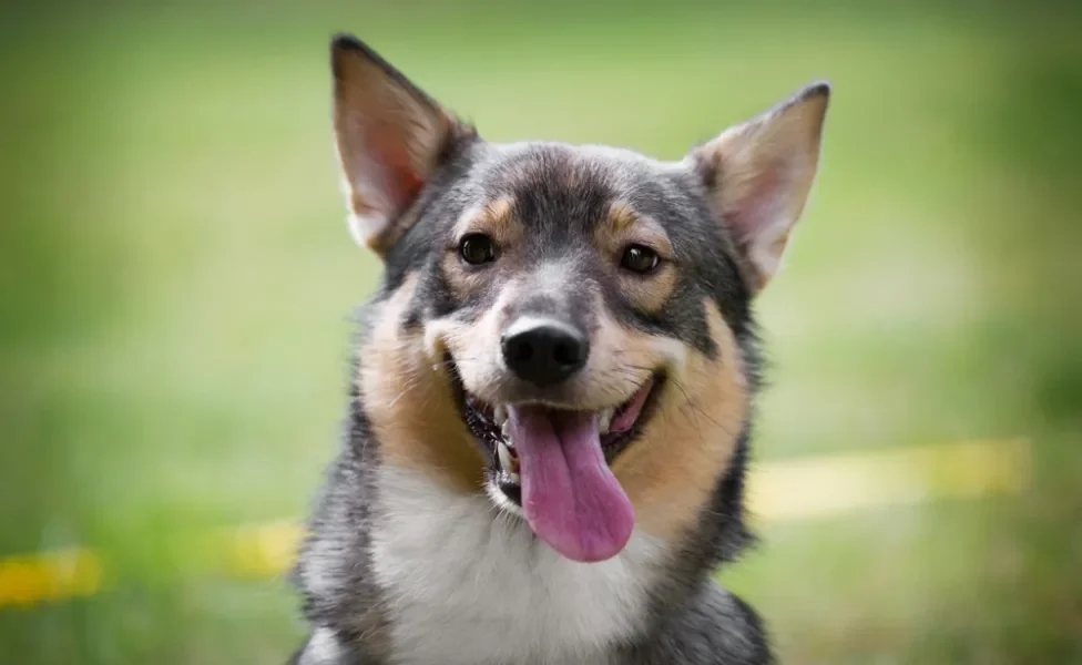 Cachorro que parece lobo Spitz dos Visigodos