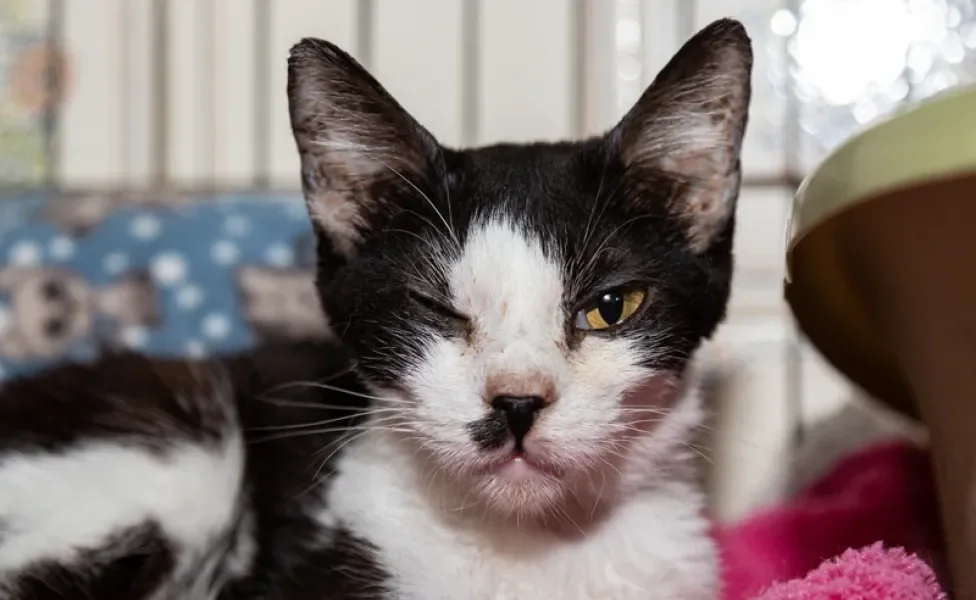 Gato frajola sem um dos olhos