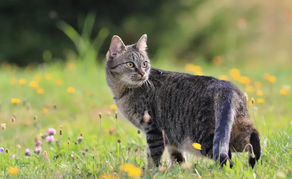 Gato malhado ao ar livre