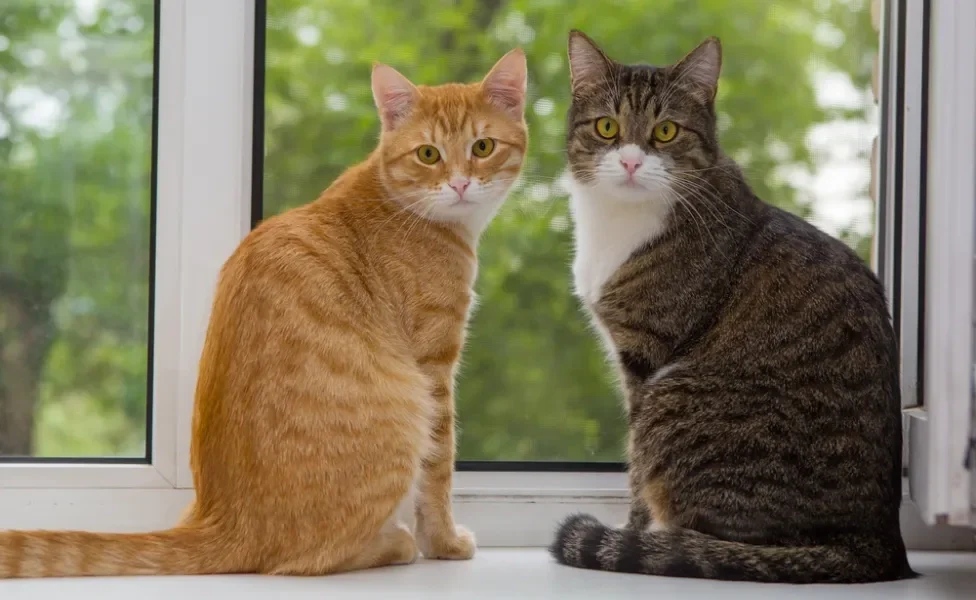 Dois gatos malhados na janela