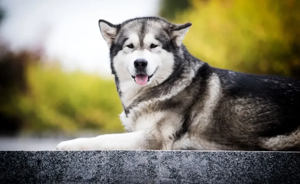 Malamute do Alasca sentado