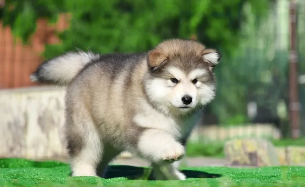 Malamute do Alasca andando ao ar livre