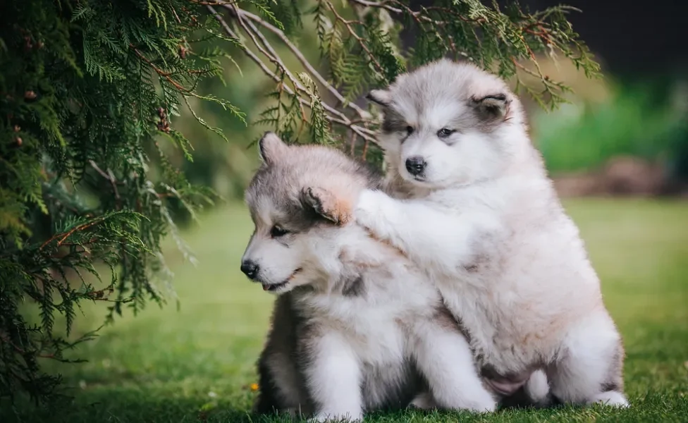 Dois Malamute do Alasca filhotes juntos