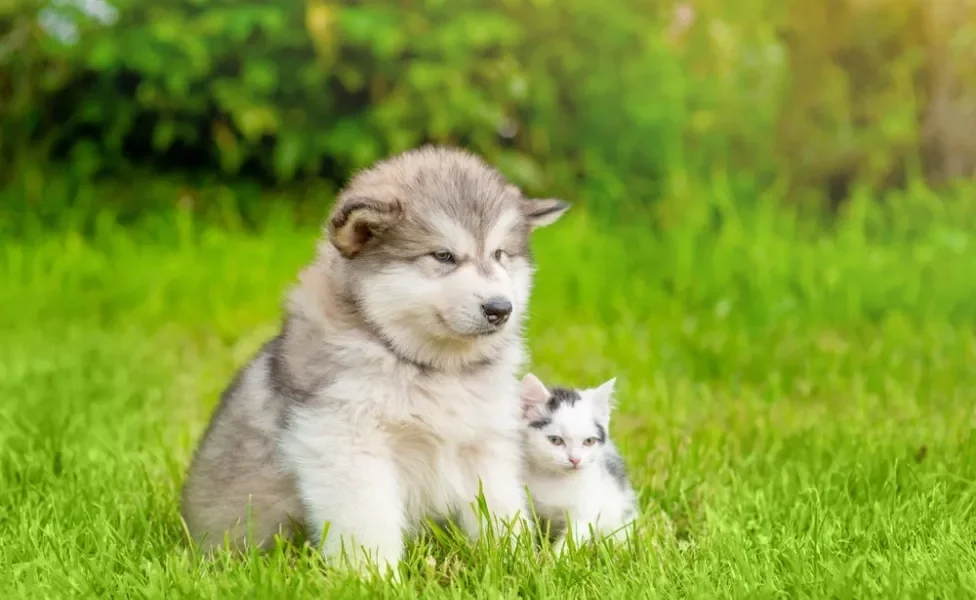 Filhote de Malamute do Alasca com gato do lado