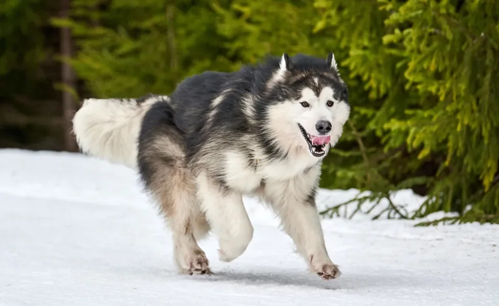 Malamute do Alasca correndo