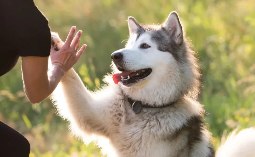 Malamute do Alasca dando a pata