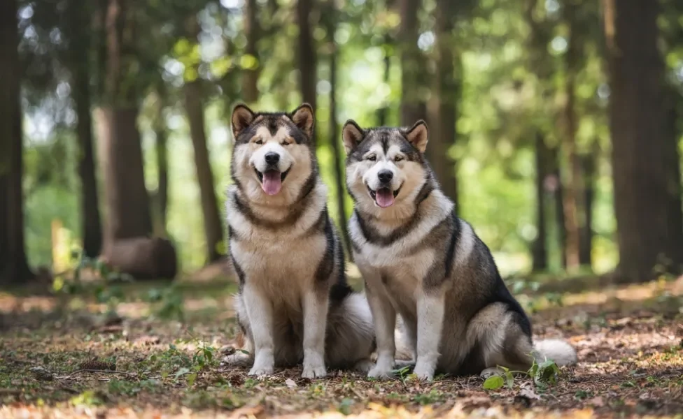 Dois cachorros Malamute do Alasca juntos