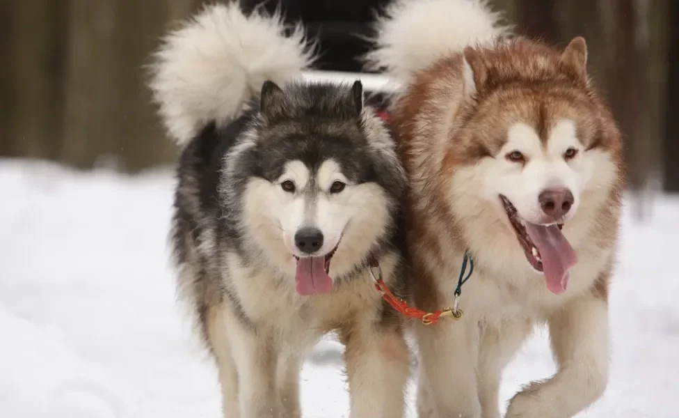 Dois cachorros Malamute do Alasca de cores diferentes