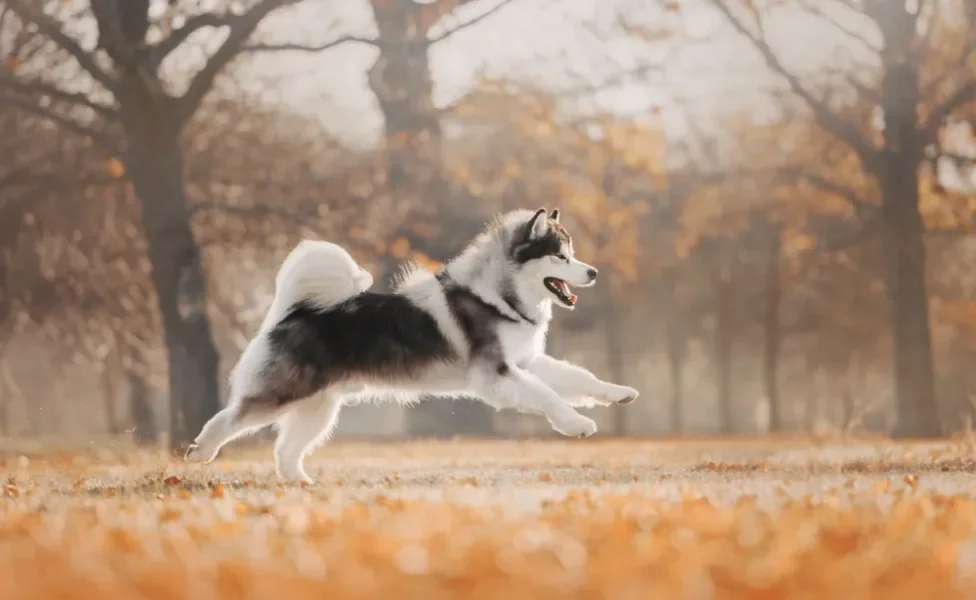 Malamute do Alasca pulando