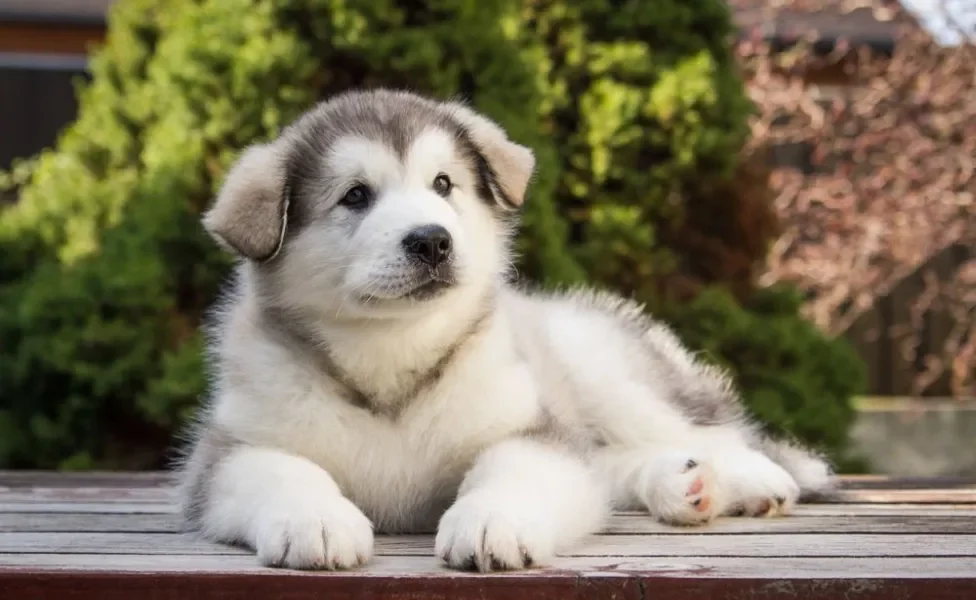 Malamute do Alasca filhote deitado