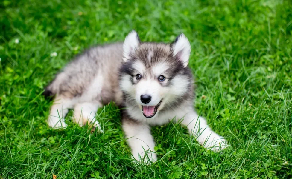 Malamute do Alasca filhote na grama