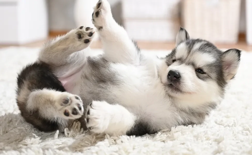 Malamute do Alasca filhote deitado no tapete