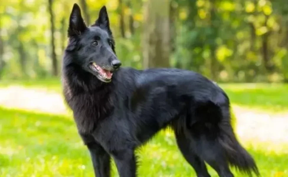 Pastor Belga: uma raça de cachorro grande super charmosa e ativa