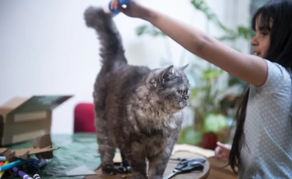  Selkirk Rex sendo escovado