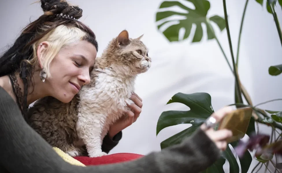  Selkirk Rex ganhando carinho de mulher