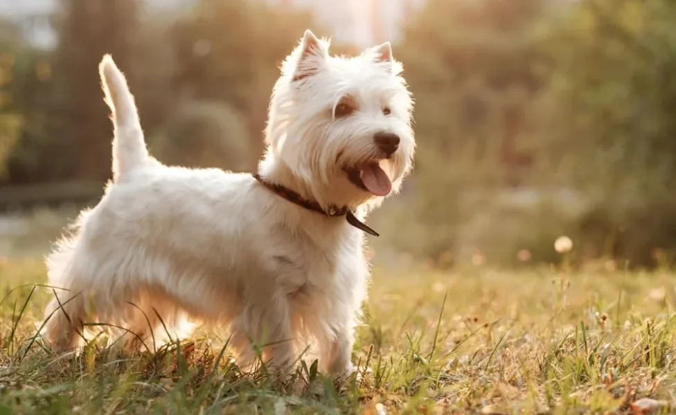 West Highland White Terrier com a língua de fora ao ar livre