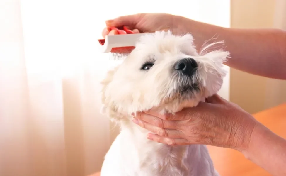 West Terrier sendo escovado