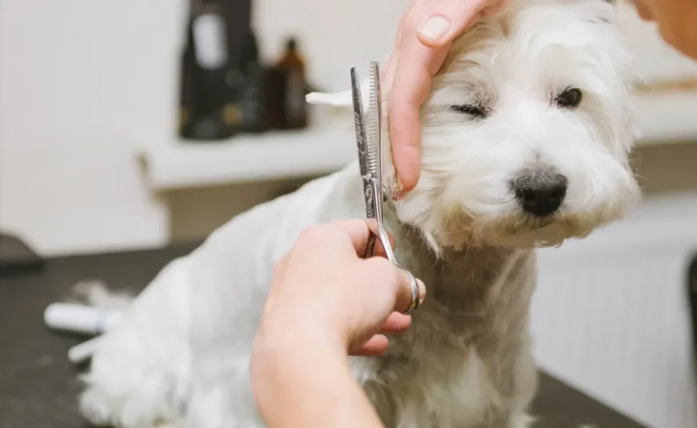 West Highland White Terrier sendo tosado