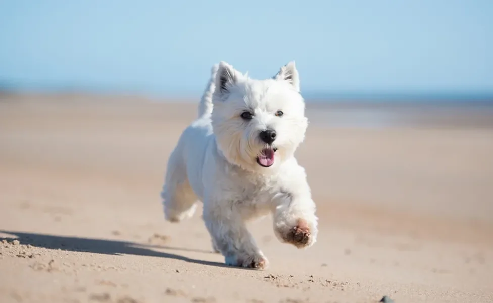 West Highland White Terrier correndo na praia