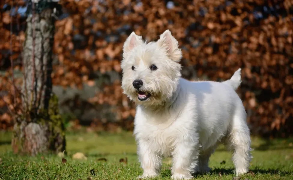 West Highland White Terrier parado na grama