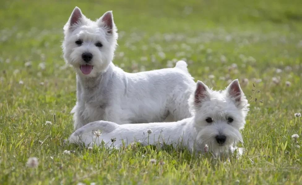 Dois cachorros West Terrier deitados ao ar livre