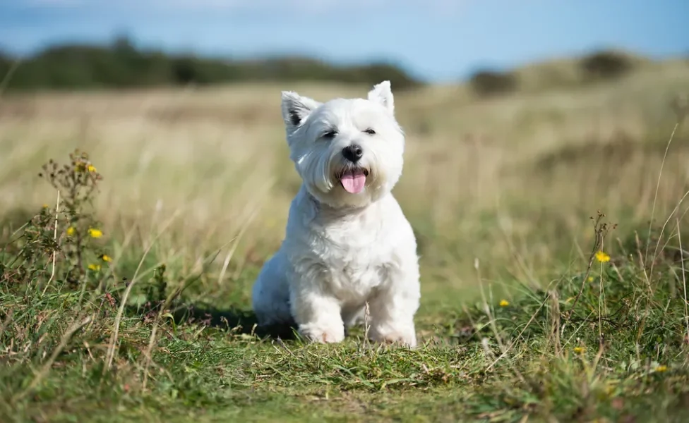 West Highland White Terrier aproveitando o sol