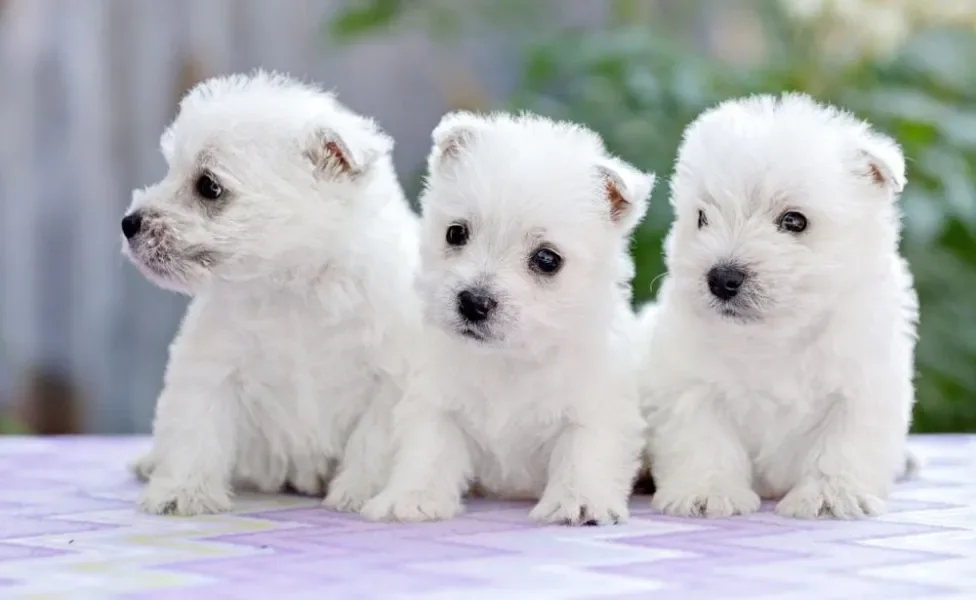 Três cachorros West Highland White Terrier filhotes