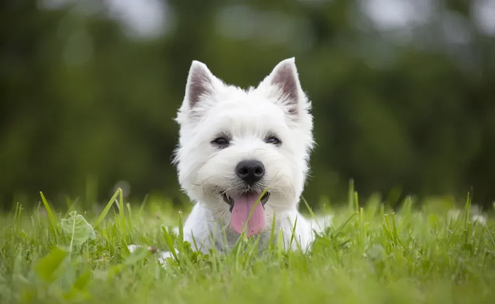 West Highland White Terrier com a língua de fora