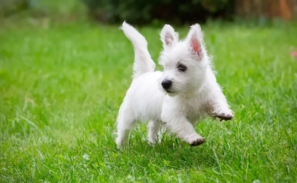 Cachorro West filhote pulando