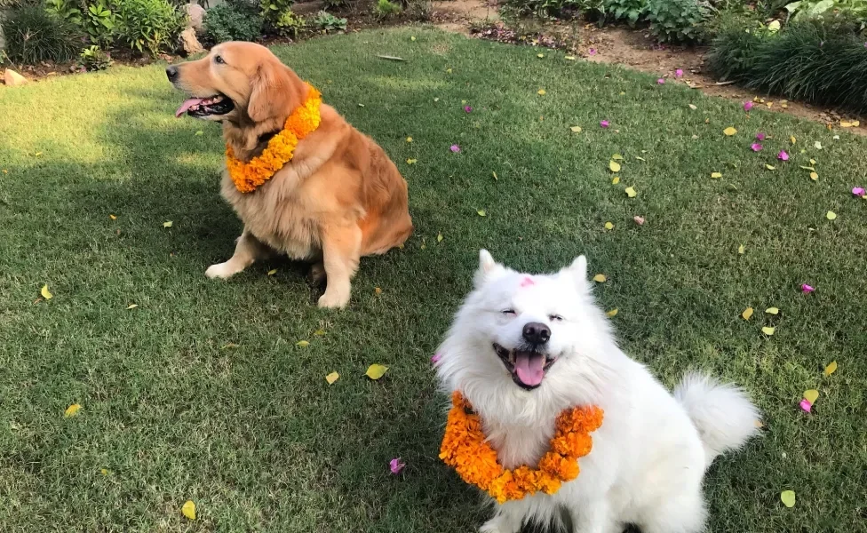 Dois cãezinhos sentados no gramado utilizando um colar de flores