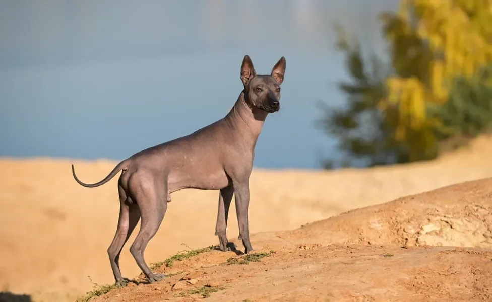 Xoloitzcuintle parado em cima de pedra sob o sol