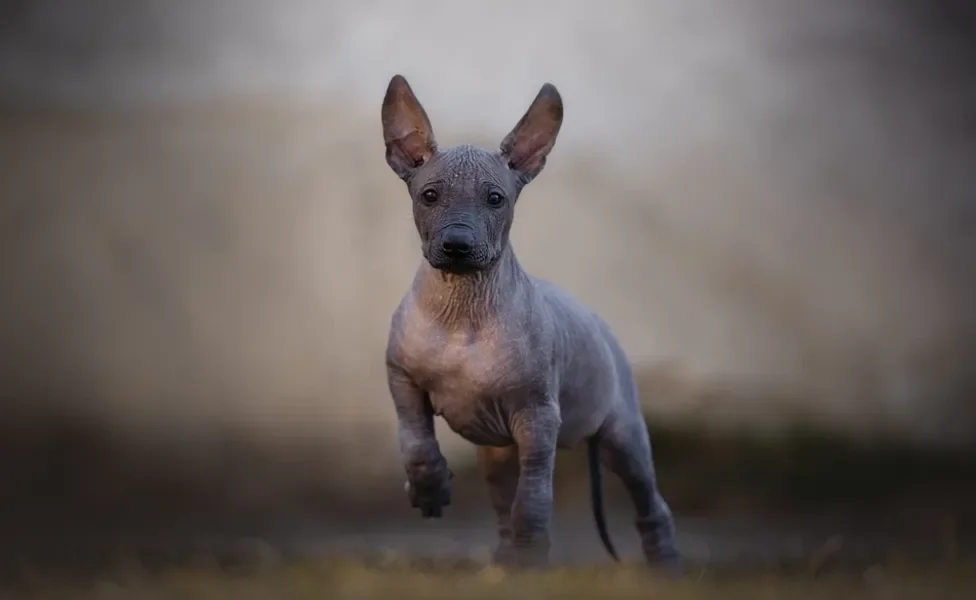 Cachorro Xoloitzcuintle filhote andando para frente