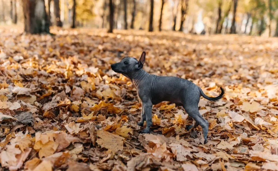 Xoloitzcuintle andando no parque sobre folhas