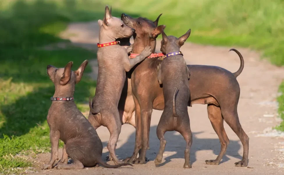 Filhotes de Xoloitzcuintle em cima da mãe