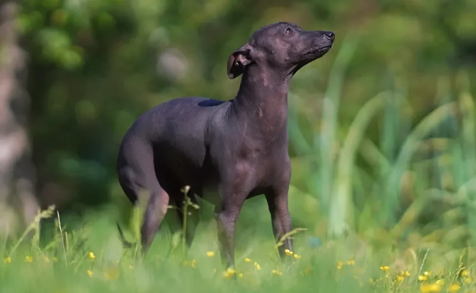 Xoloitzcuintle preto andando na grama